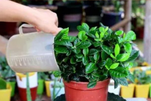 栀子花怕不怕晒,怕强光暴晒