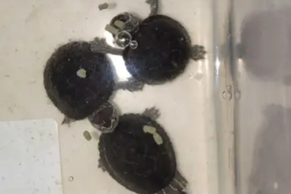 体长2厘米的麝香龟怎么喂养,多喂动物性饲料可促进发育