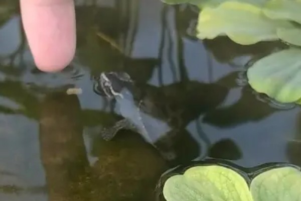 体长2厘米的麝香龟怎么喂养,多喂动物性饲料可促进发育