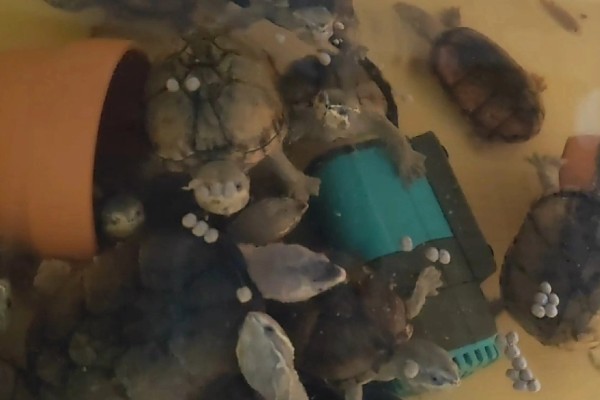 体长2厘米的麝香龟怎么喂养,多喂动物性饲料可促进发育