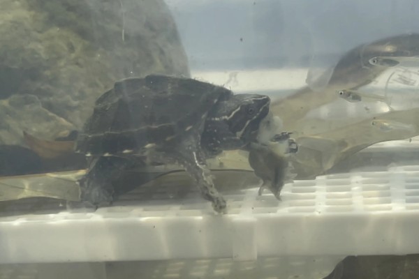 体长2厘米的麝香龟怎么喂养,多喂动物性饲料可促进发育