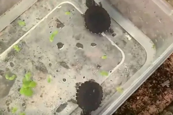 体长2厘米的麝香龟怎么喂养,多喂动物性饲料可促进发育