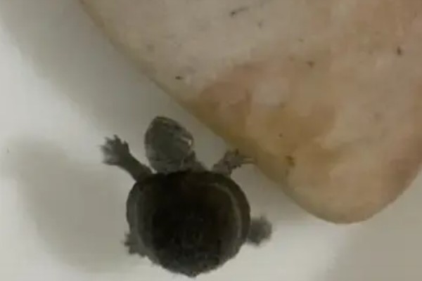 体长2厘米的麝香龟怎么喂养,多喂动物性饲料可促进发育