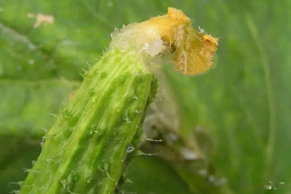 黄瓜流胶是得了什么病,可能是得了镰刀菌枯萎病、炭疽病等