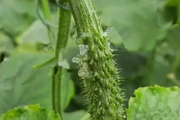 黄瓜流胶是得了什么病,可能是得了镰刀菌枯萎病、炭疽病等
