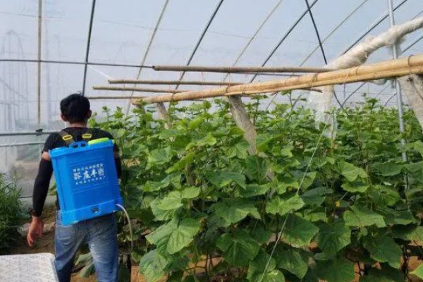 黄瓜流胶是得了什么病,可能是得了镰刀菌枯萎病、炭疽病等
