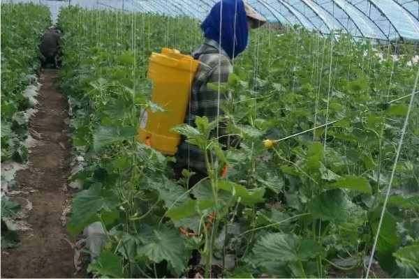 黄瓜流胶是得了什么病,可能是得了镰刀菌枯萎病、炭疽病等