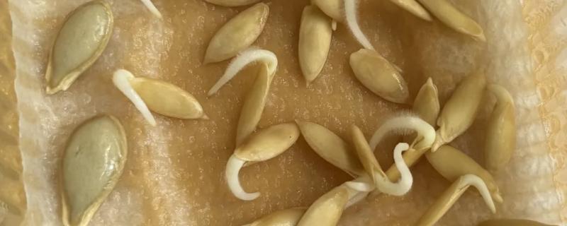 黄瓜种子发芽所需时间，在25-30℃的环境中只需3-5天