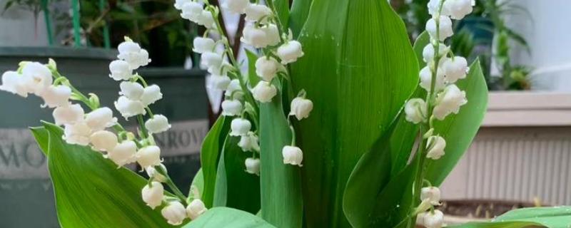 铃兰如何繁殖，一般情况下以分株繁殖为主