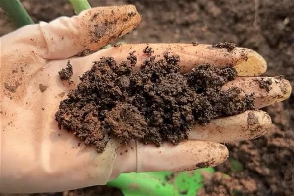 菊花的栽培养殖方法，幼苗期时需要少浇水