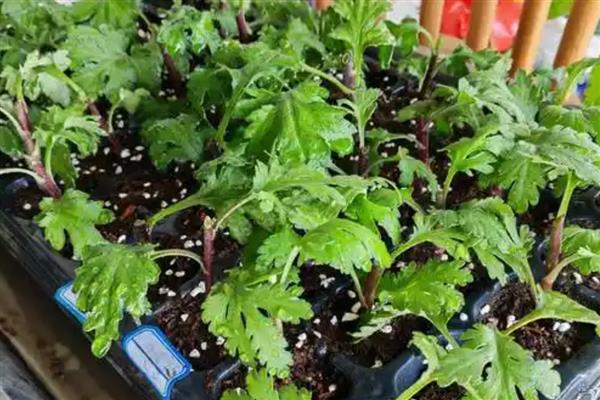 菊花的栽培养殖方法，幼苗期时需要少浇水