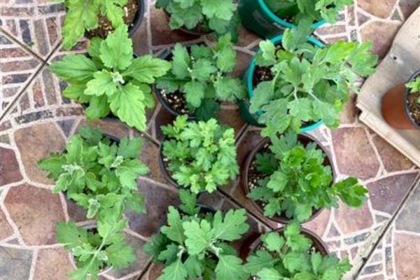 菊花的栽培养殖方法，幼苗期时需要少浇水