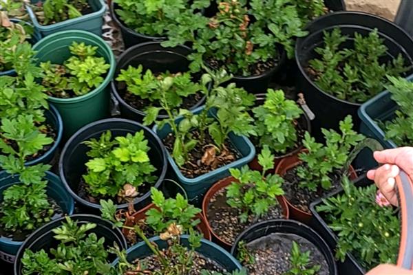 菊花的栽培养殖方法，幼苗期时需要少浇水