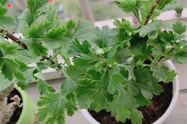 菊花的栽培养殖方法，幼苗期时需要少浇水