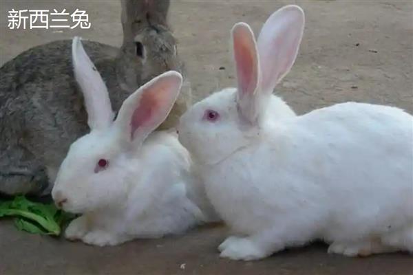 肉兔的品种,常见的有新西兰兔、加利福尼亚兔等