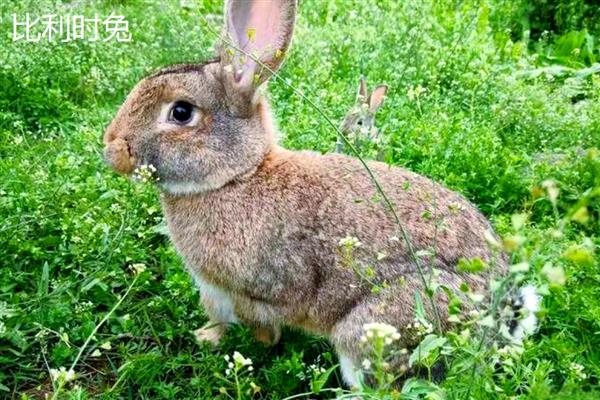 肉兔的品种,常见的有新西兰兔、加利福尼亚兔等