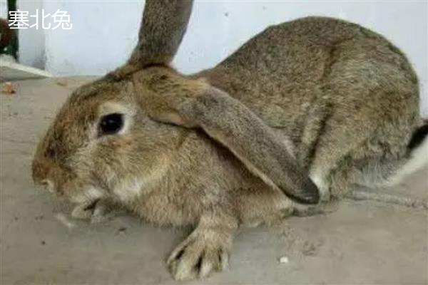 肉兔的品种,常见的有新西兰兔、加利福尼亚兔等