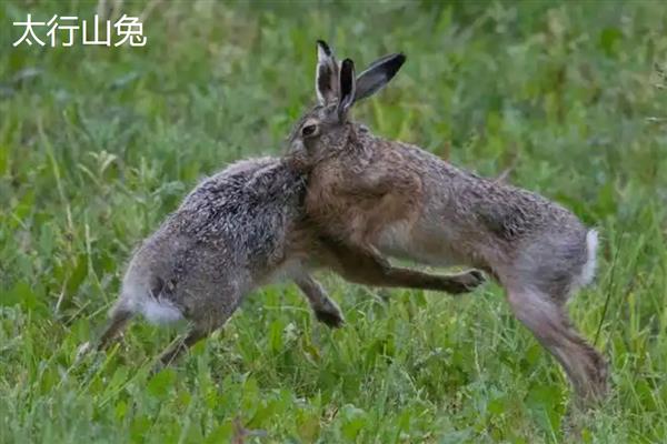 肉兔的品种,常见的有新西兰兔、加利福尼亚兔等