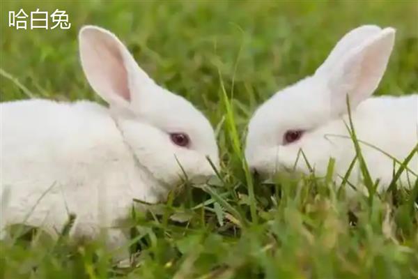 肉兔的品种,常见的有新西兰兔、加利福尼亚兔等