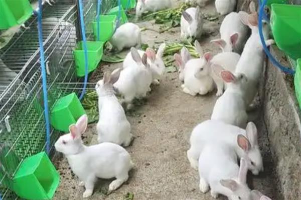 肉兔的品种,常见的有新西兰兔、加利福尼亚兔等