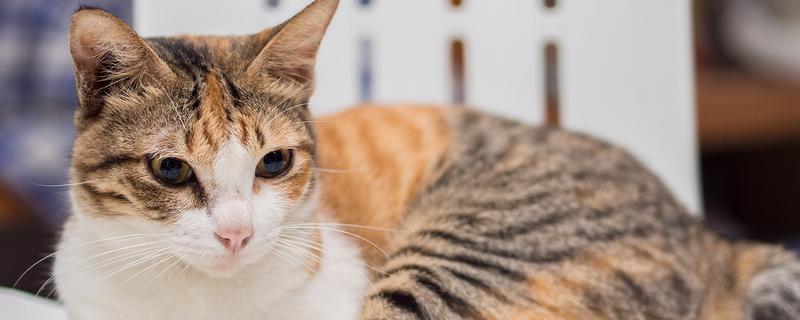 怎样给猫咪快速止泻，要根据病因对症治疗