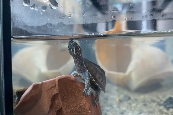 体长2厘米的麝香龟怎么喂养,多喂动物性饲料可促进发育