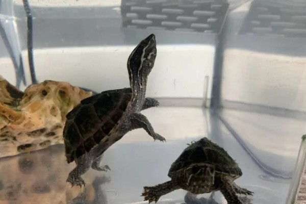 体长2厘米的麝香龟怎么喂养,多喂动物性饲料可促进发育