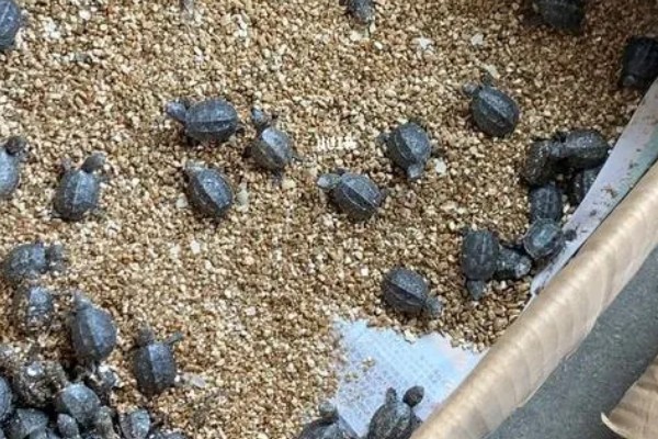 体长2厘米的麝香龟怎么喂养,多喂动物性饲料可促进发育