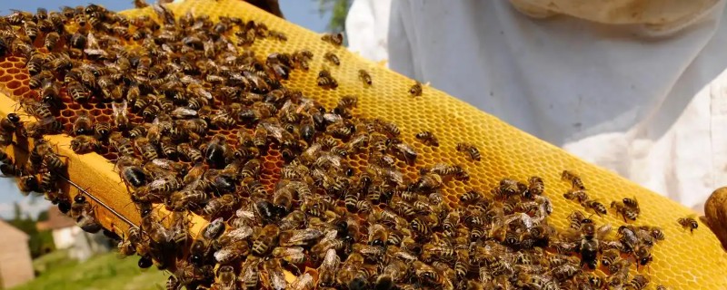 蜜蜂如何饲喂,一般在蜂群越冬之前进行