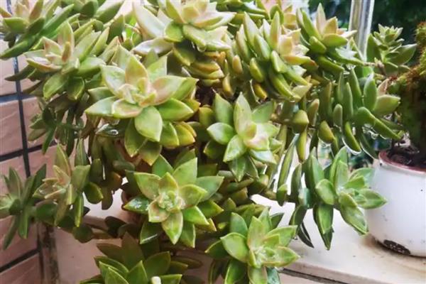 黄丽多肉化水如何处理,剪除化水部位经过消毒后再重栽