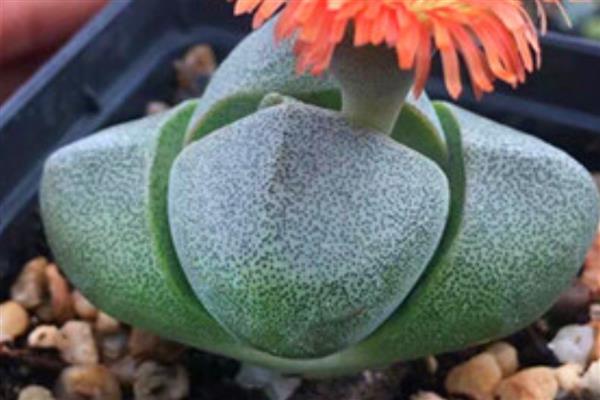 帝玉栽植的花盆大小，口径至少要15cm左右