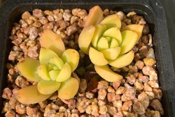 黄丽多肉化水如何处理,剪除化水部位经过消毒后再重栽