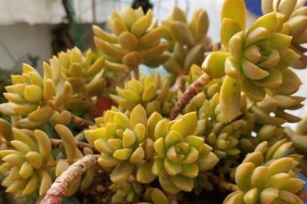 黄丽多肉化水如何处理,剪除化水部位经过消毒后再重栽