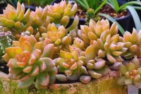 黄丽多肉化水如何处理,剪除化水部位经过消毒后再重栽