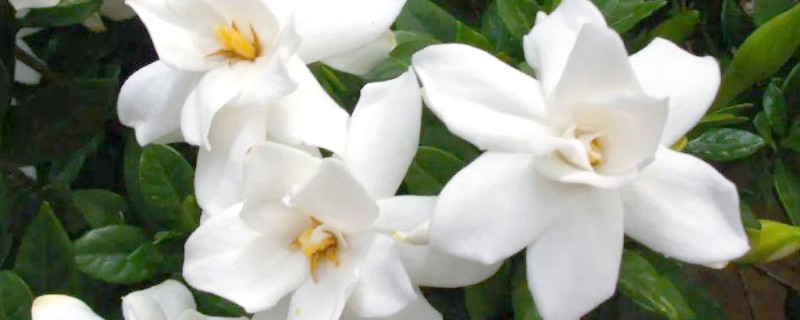 栀子花何时开放,花期一般是5-6月份