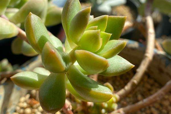 黄丽多肉化水如何处理,剪除化水部位经过消毒后再重栽