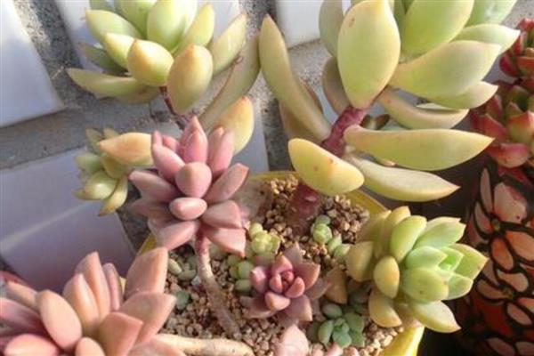 黄丽多肉化水如何处理,剪除化水部位经过消毒后再重栽