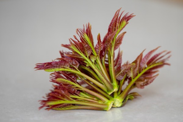 香椿芽的上市时间，只有春季会上市