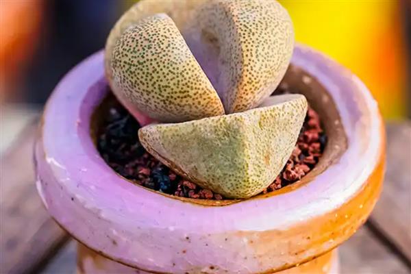 帝玉栽植的花盆大小，口径至少要15cm左右