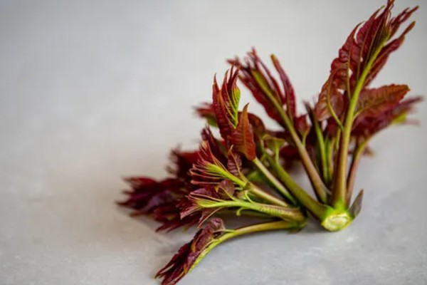 香椿芽的上市时间，只有春季会上市