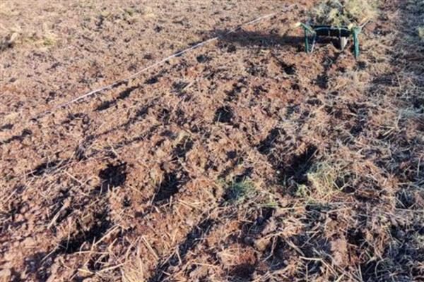 夏天怎么种葱不会死，大多采用播种的方式种植