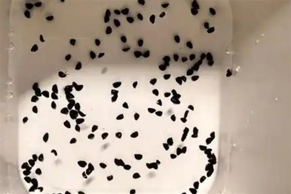 夏天怎么种葱不会死，大多采用播种的方式种植