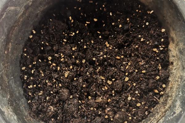 夏天怎么种葱不会死，大多采用播种的方式种植