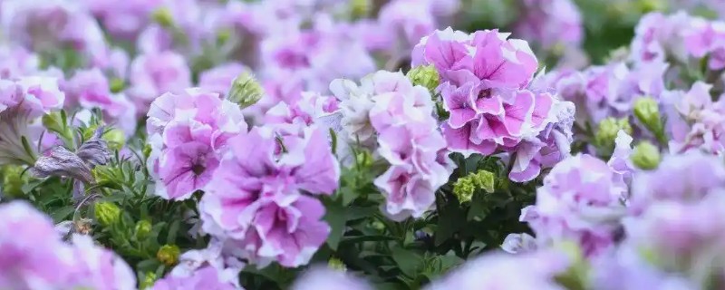 花为什么有各种不同的颜色,是由于花瓣中含有一种花青素