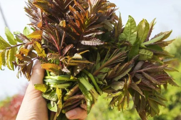 香椿芽的上市时间，只有春季会上市