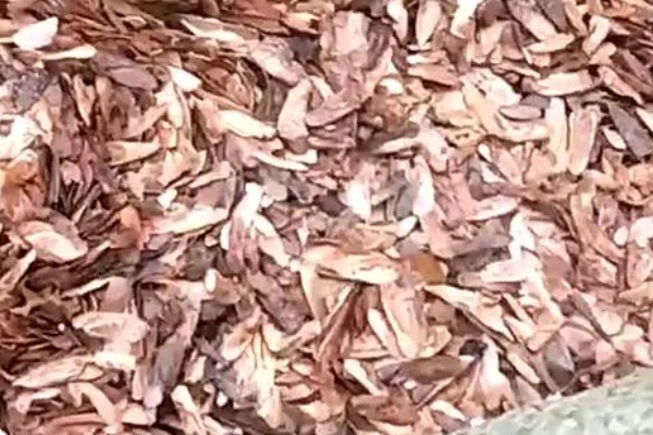 香椿芽的上市时间，只有春季会上市