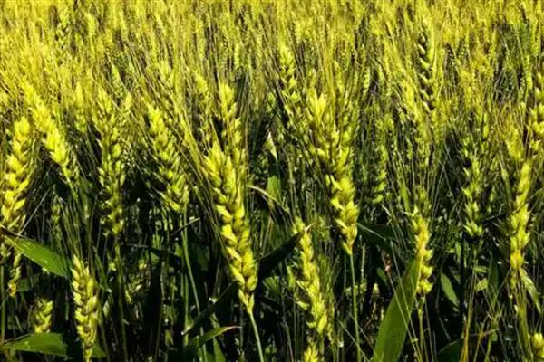 小麦的亩产量，亩产量通常为800-1000斤左右