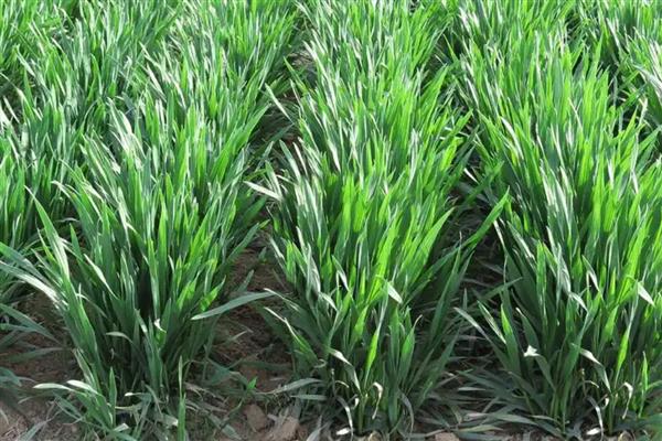 小麦的亩产量，亩产量通常为800-1000斤左右