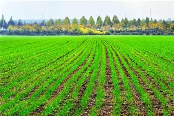 小麦的亩产量，亩产量通常为800-1000斤左右