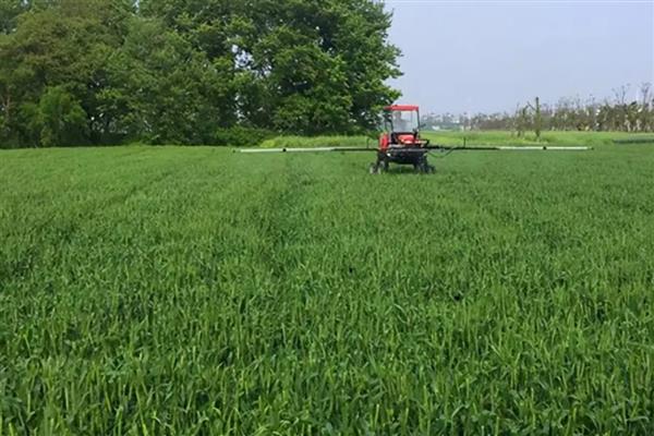 小麦的亩产量，亩产量通常为800-1000斤左右